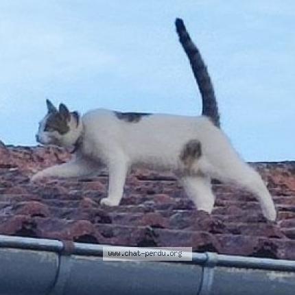 Photo 1/1 Chat retrouvé Perdu à Vic Sur Seille
