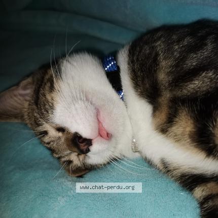 Photo 1/1 Chat retrouvé Perdu à Saint Mars Sur La Futaie