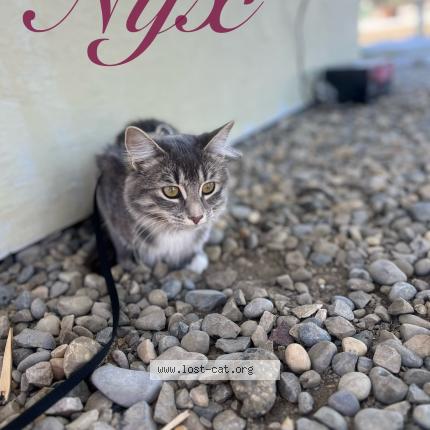 Photo 1/4 Nyx Chat perdu à Saskatoon