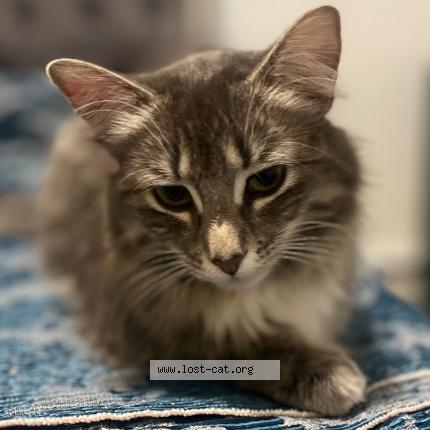 Photo 2/4 Nyx Chat perdu à Saskatoon