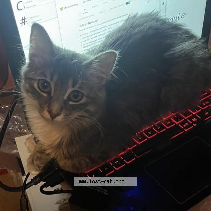 Photo 3/4 Nyx Chat perdu à Saskatoon