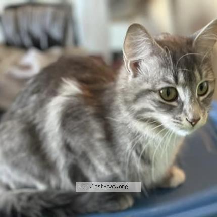 Photo 4/4 Nyx Chat perdu à Saskatoon