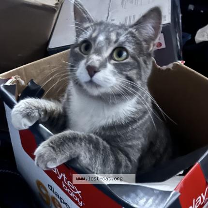 Photo 1/4 Moser Molly Chat perdu à Saskatoon