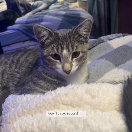 Photo 2/4 Moser Molly Chat perdu à Saskatoon