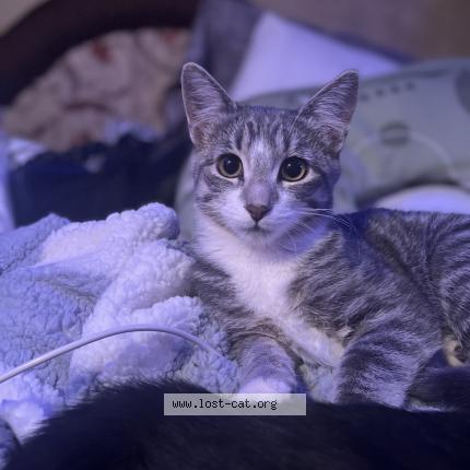 Photo 3/4 Moser Molly Chat perdu à Saskatoon