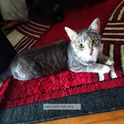 Photo 4/4 Moser Molly Chat perdu à Saskatoon