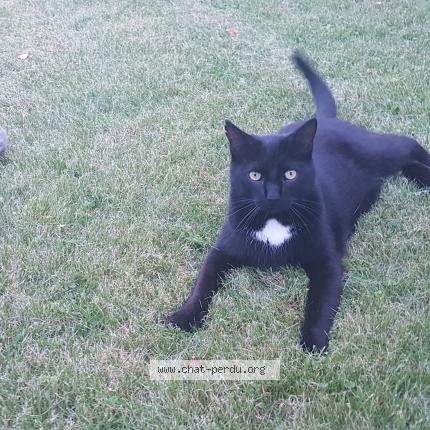 Photo 1/1 Chat retrouvé Perdu à Mesnil Sellieres