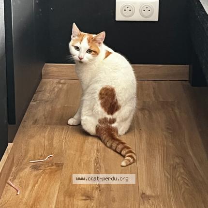 Photo 1/1 Chat retrouvé Perdu à Plouenan