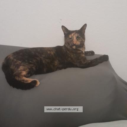 Photo 1/1 Chat retrouvé Perdu à Toulouse