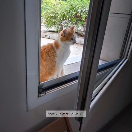 Photo 1/1 Chat retrouvé Perdu à Paris