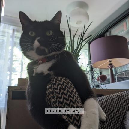 Photo de chat perdu à Fontenay Sous Bois