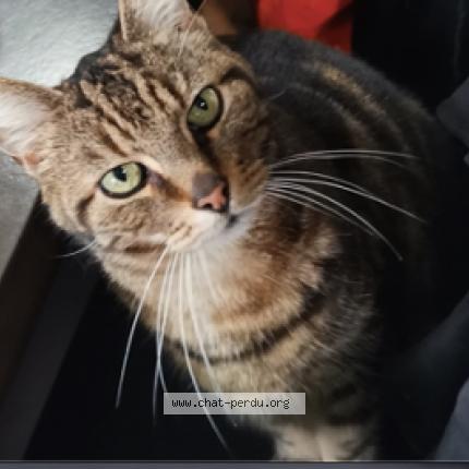 Photo 2/4 Chat retrouvé Perdu à Montreuil
