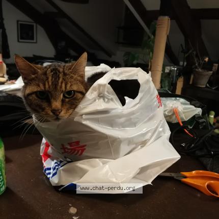 Photo 3/4 Chat retrouvé Perdu à Montreuil