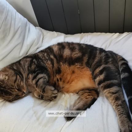 Photo 4/4 Chat retrouvé Perdu à Montreuil