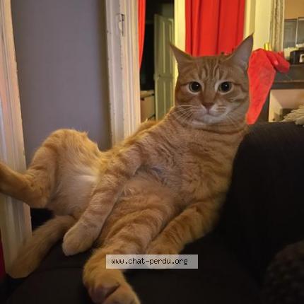 Photo de chat perdu à Toulouse