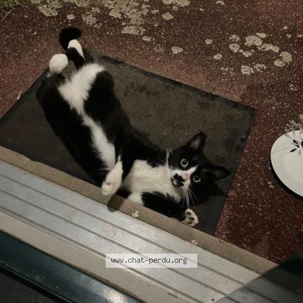 Photo de chat trouvé à Nassandres