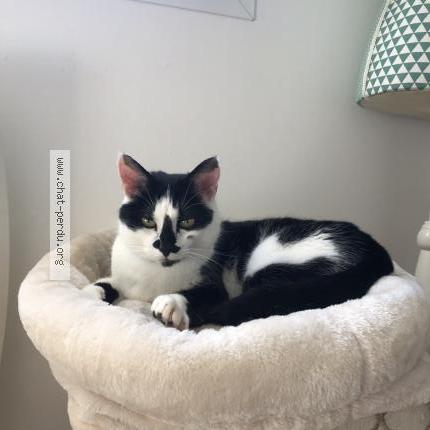 Photo de chat perdu à Le Chateau D Olonne