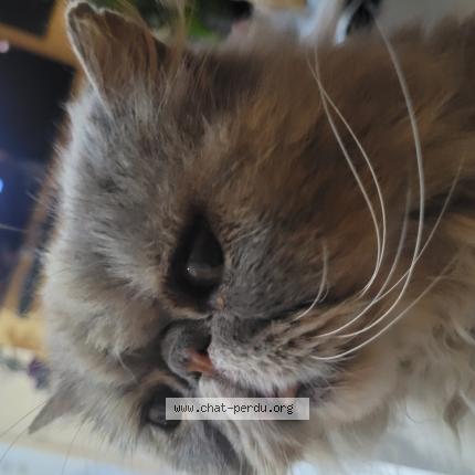 Photo de chat perdu à Sache