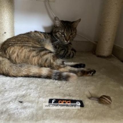 Photo 1/1 Chat retrouvé Perdu à Marseille