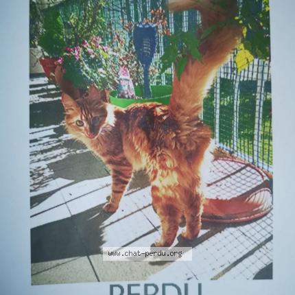 Photo 1/1 Chat retrouvé Perdu à Joinville Le Pont