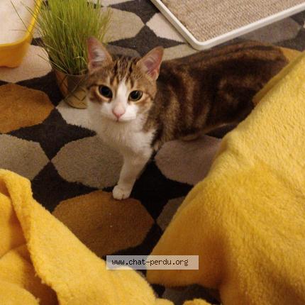 Photo 1/1 Chat retrouvé Trouvé à Nantes
