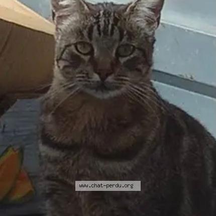 Photo 1/1 Chat retrouvé Perdu à Cournonsec