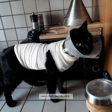 Photo 1/1 Chat retrouvé Perdu à Toulouse