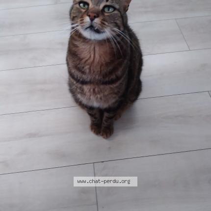 Photo 1/1 Chat retrouvé Perdu à Brusvily