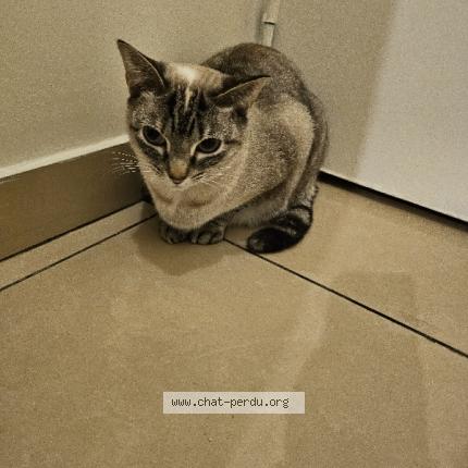 Photo de chat trouvé à Alfortville