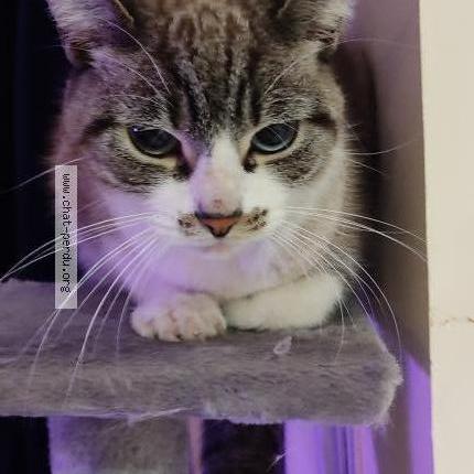 Photo 1/1 Chat retrouvé Trouvé à Lyon