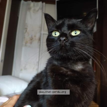 Photo de chat perdu à Louviers