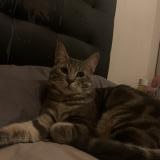 Photo de chat perdu à Le Blanc Mesnil