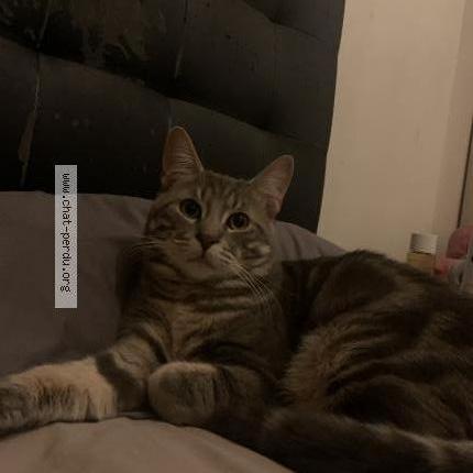 Photo 1/3 Sonny Chat perdu à Le blanc mesnil