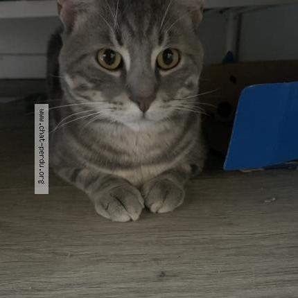 Photo 2/3 Sonny Chat perdu à Le blanc mesnil