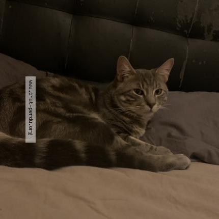 Photo 3/3 Sonny Chat perdu à Le blanc mesnil