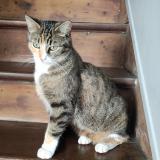 Photo de chat perdu à Le Mans