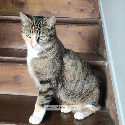 Photo 1/1 Chat retrouvé Perdu à Le mans