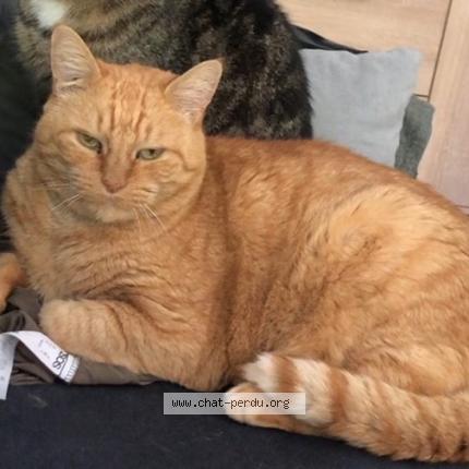 Photo 1/1 Chat retrouvé Perdu à Villefranche Sur Saone