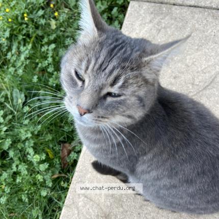 Photo 1/1 Chat retrouvé Trouvé à Mandres La Cote