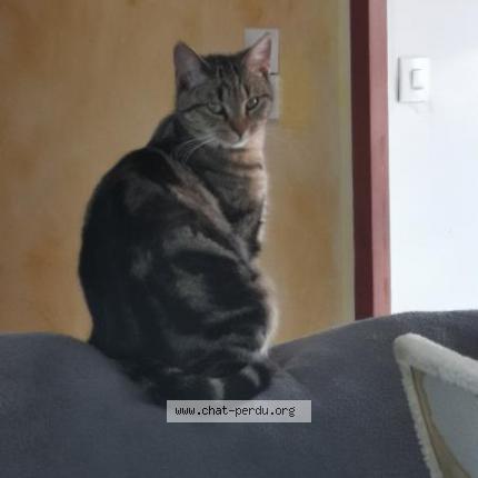 Photo 1/2 Rebelle Chat perdu à Vinantes