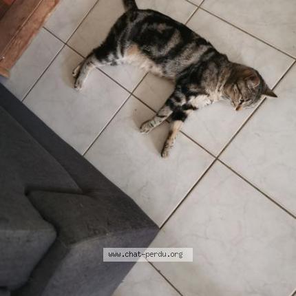 Photo 2/2 Rebelle Chat perdu à Vinantes