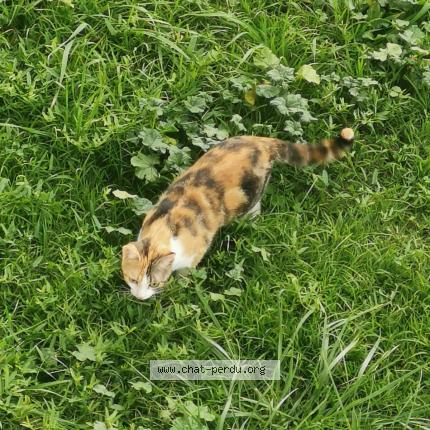 Photo de chat perdu à Isle D Abeau
