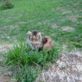 Photo de chat perdu à Barraux