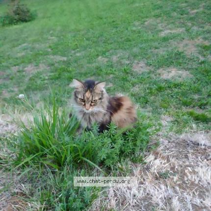 Photo 1/1 Chat retrouvé Perdu à Barraux