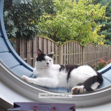 Photo de chat perdu à Angers