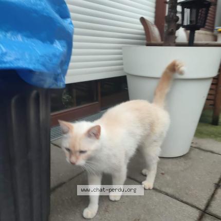 Photo de chat perdu à Vigneux Sur Seine