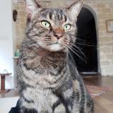 Photo de chat perdu à Chatou