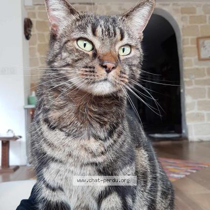 Photo 1/1 Chat retrouvé Perdu à Chatou