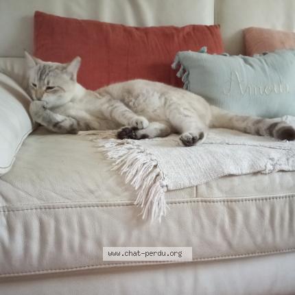 Photo de chat perdu à Beziers