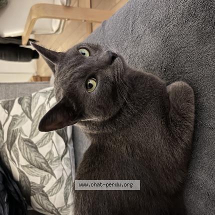 Photo de chat perdu à Vincennes